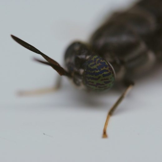 Projekt "Black Soldier Fly" bei den Unternehmen der Schwarz Gruppe