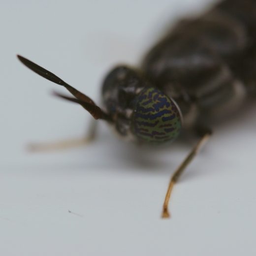 Project "Black Soldier Fly" at the companies of Schwarz Group